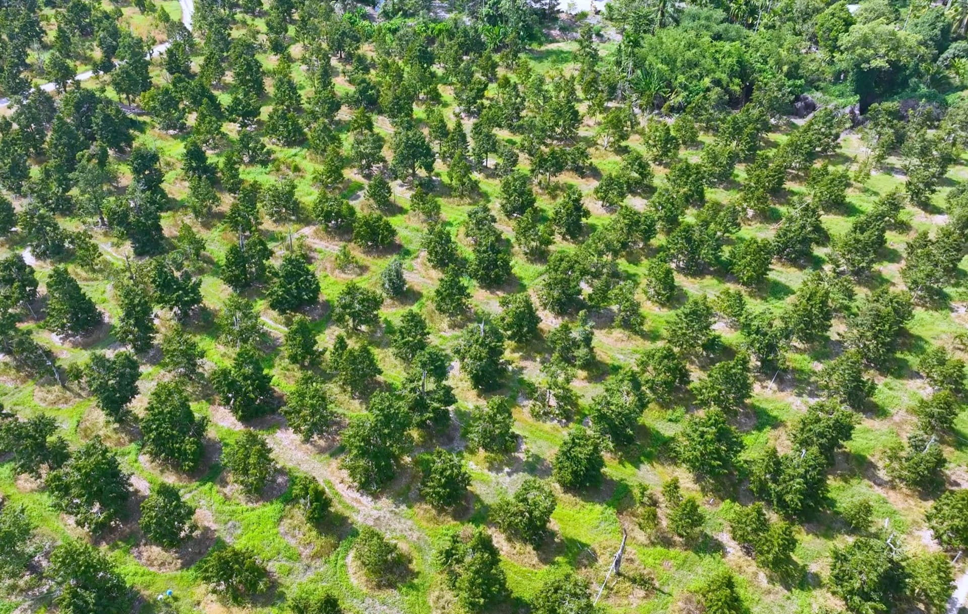Aerial view of established fruit trees planted in rows at Eden Farm